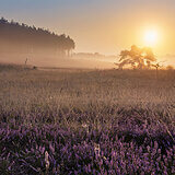 Sunrise at the heathlands